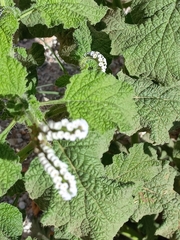 Heliotropium indicum