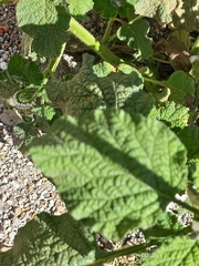 Heliotropium indicum