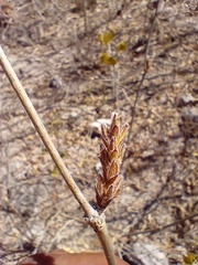 Henrya insularis