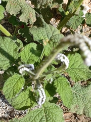 Heliotropium indicum