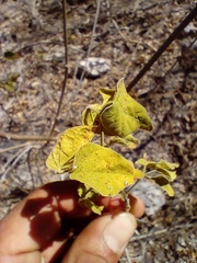 Henrya insularis