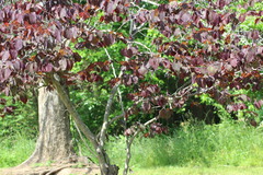 Cercis canadensis