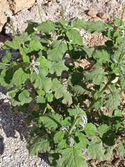 Heliotropium indicum