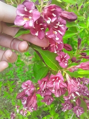 Weigela hortensis