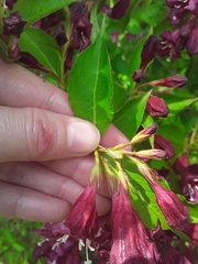 Weigela hortensis