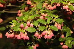 Enkianthus