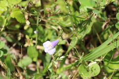Mazus pumilus