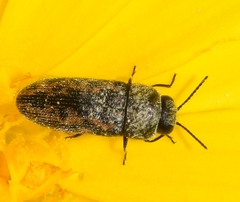 Acmaeodera rubromaculata