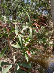 Elaeocarpus decipiens