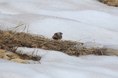 Leucosticte tephrocotis