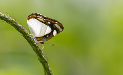 Dynamine agacles core