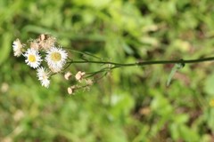 Erigeron philadelphicus