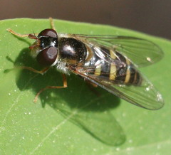 Lapposyrphus