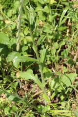 Erigeron philadelphicus