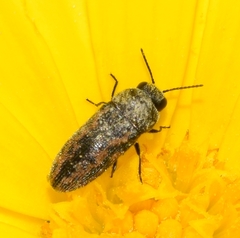 Acmaeodera rubromaculata