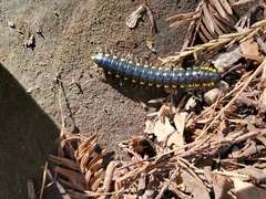 Harpaphe haydeniana scotia