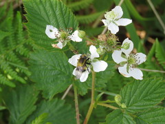 Volucella bombylans