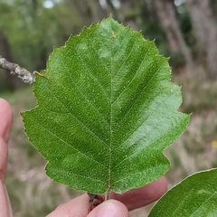 Karpatiosorbus latifolia