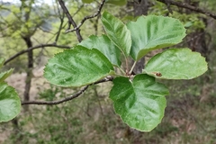 Karpatiosorbus latifolia