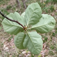 Karpatiosorbus latifolia