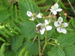 Volucella bombylans