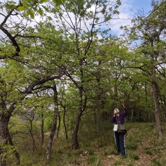 Karpatiosorbus latifolia