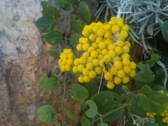 Helichrysum panormitanum
