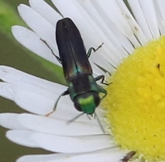 Agrilaxia texana