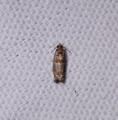 Pseudexentera knudsoni