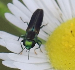 Agrilaxia texana