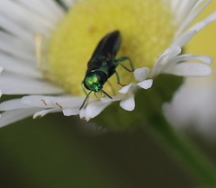 Agrilaxia texana