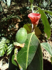 Licaria