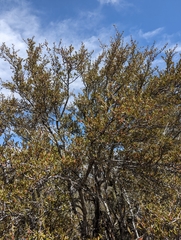 Cercocarpus ledifolius