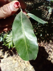 Licaria