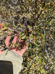 Cercocarpus ledifolius