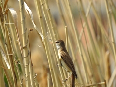 Acrocephalus arundinaceus