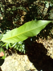Licaria