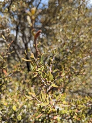 Cercocarpus ledifolius