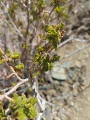 Chamaebatiaria millefolium