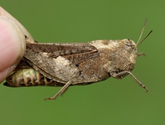 Arphia simplex
