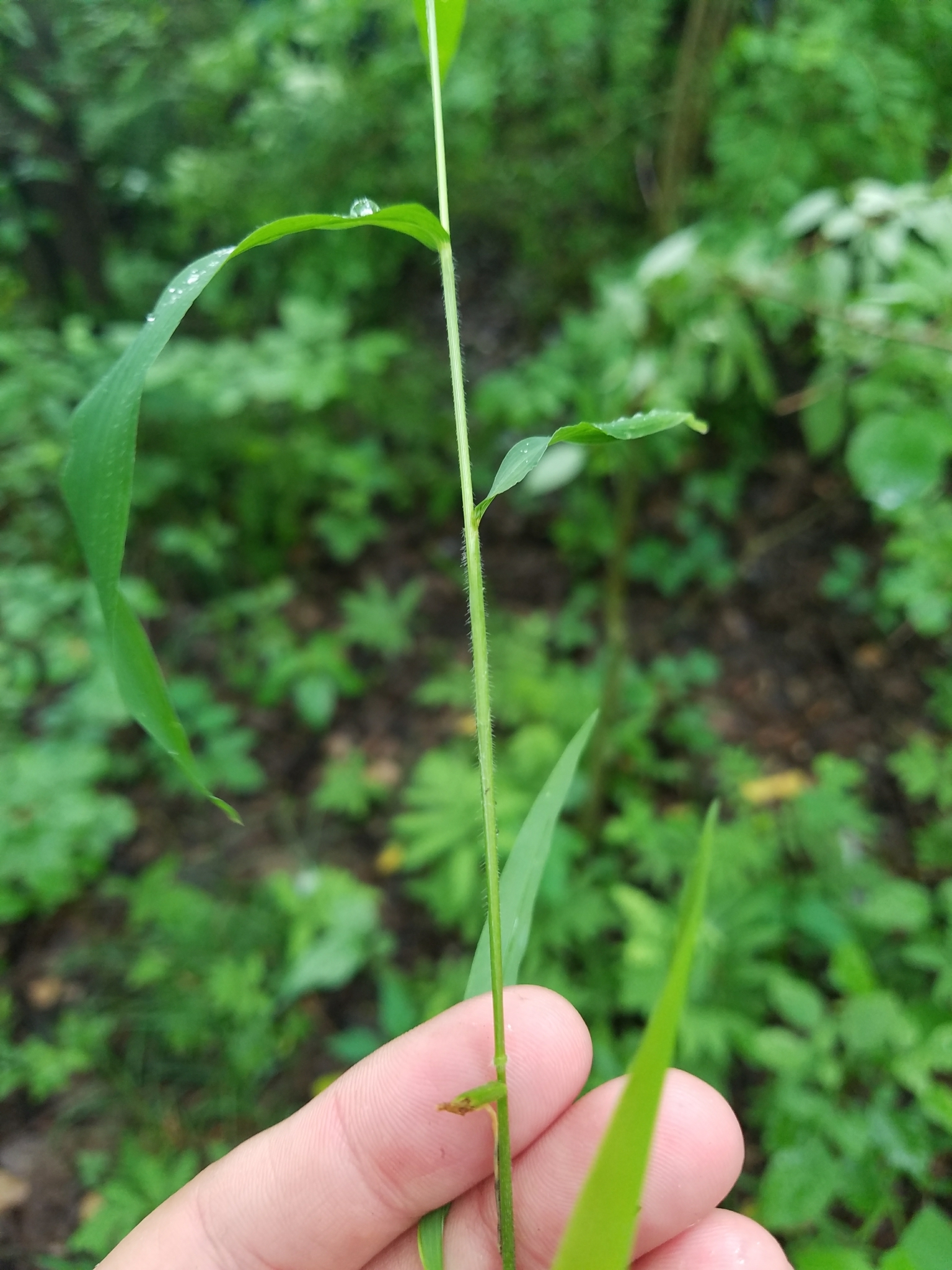 Leersia virginica