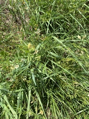 Vicia grandiflora