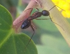 Camponotus barbaricus