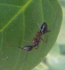 Camponotus barbaricus