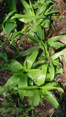 Bulbine latifolia latifolia