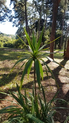 Dracaena