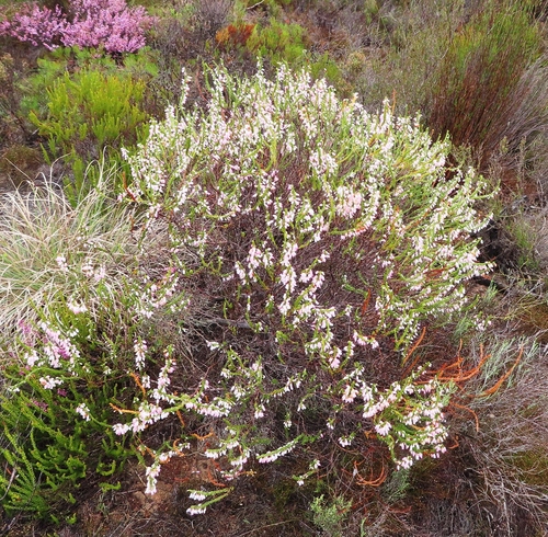 Image of Erica filipendula by (c) linkie, some rights reserved (CC BY)