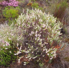 Erica filipendula
