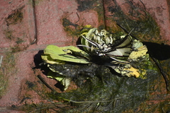 Protesilaus telesilaus