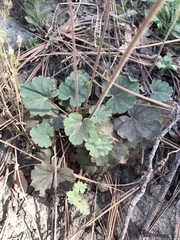 Heuchera glomerulata